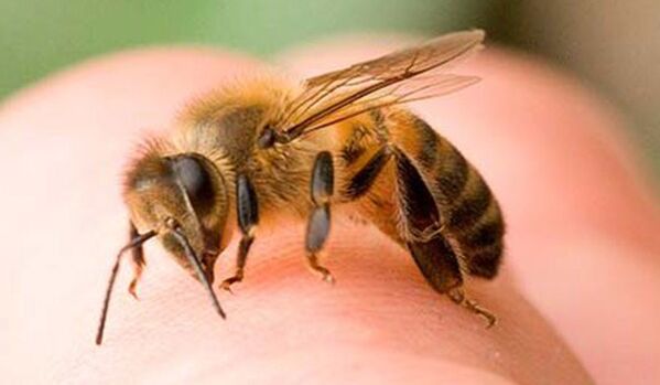 Użądlenia pszczół - ekstremalny sposób na powiększenie fallusa